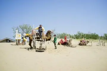 <p>Camel rides are available at the sand dunes, but unfortunately on this day the winds were too strong to allow camel-riding, so only pictures are allowed.</p>