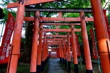 <p>There is a small Inari Shrine beside Toyokuni Shrine. These lead the way from the red Torii to Inari Shrine</p>