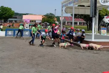 <p>Piggy Race</p>