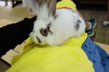 <p>Rabbit Hugging</p>