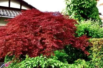 <p>Red and green on the grounds of Hokoji Temple</p>