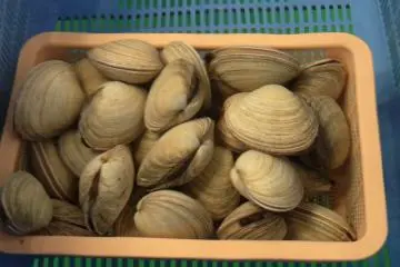 หอยและกุ้งมังกรเป็นๆ 