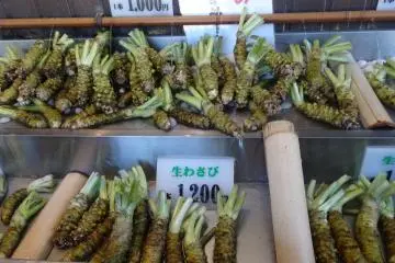 <p>วาซาบิสดๆ</p>
