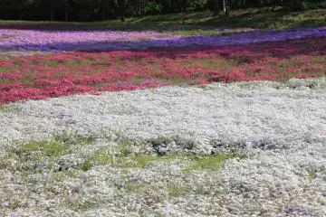 <p>color path</p>