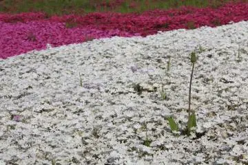 <p>shibazakura</p>