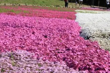 <p>ุพรมสีชมพูบนพื้นหญ้า</p>