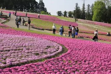 <p>น่าเสียดายที่มาในช่วงที่ดอกเริ่มร่วงโรยไปมากแล้ว</p>