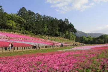 <p>ผู้คนเดินเก็บภาพท่ามกลางทุ่งดอกไม้บนดืนสีชมพูสวยงาม ภูเขาสีน้ำเงินเข้ม และท้องฟ้าสีฟ้าสดใส</p>