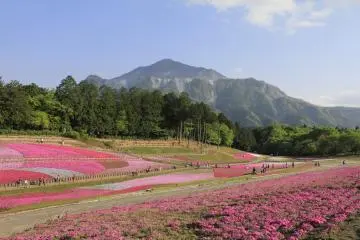 <p>Shibazakura Hills</p>