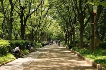 <p>Green corridors for eluding the sun</p>