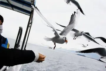 <p>They kept coming near the boat as many people fed them snacks.</p>