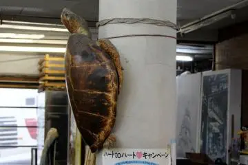 <p>Not sure how this turtle ended up vertically tied to a pole...</p>