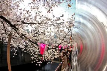 เงาสะท้อนของดอกซากุระบนแผ่นเหล็ก