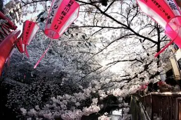 ดอกซากุระสีสันสดใสและมีกลิ่นหอมหวาน 