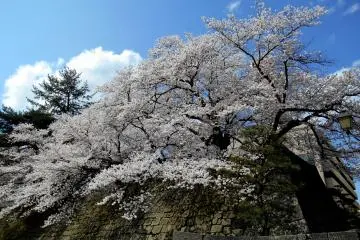 <p>Sakura yang mekar di dinding batu kastil Fukui</p>