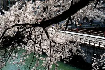 <p>Jembatan utama kastil, 'Gohonjo-bashi', dilihat melalui pohon sakura yang sedang mekar</p>