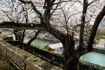 <p>Oroka-bashi (jembatan koridor) dilihat dari Castle Keep Ruin, melalui pohon sakura</p>