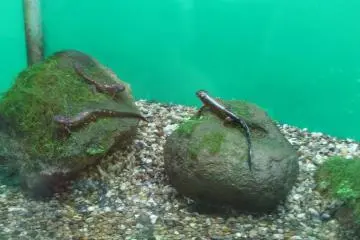 160 salamanders at Akame