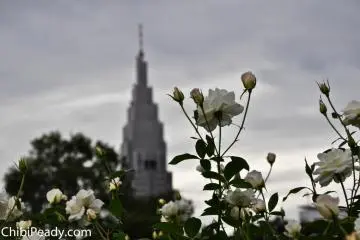 White roses