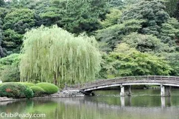 Bridge and willow