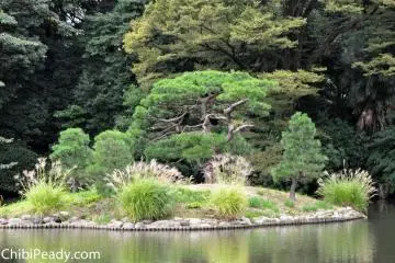 Island in the pond