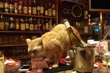 <p>Casual tipple.&nbsp;</p>