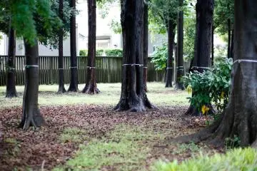<p>A quiet place away from the busy life of Tokyo,&nbsp;particularly on a rainy day like this.</p>