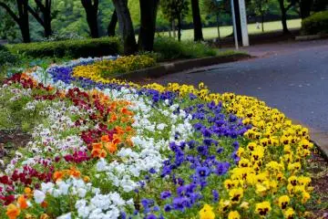 Koganei Park in Western Tokyo