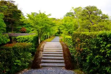 <p>Bridge between hedges</p>