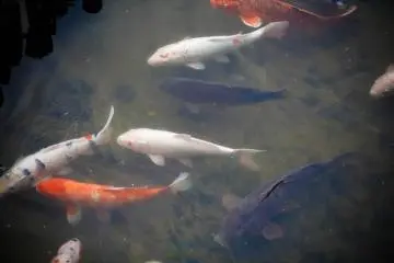 <p>I love fishes and so I spent a long time watching them.</p>