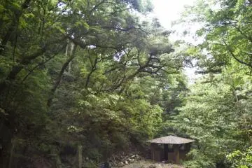 <p>Large forest canopy</p>