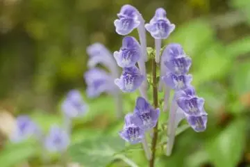 <p>Wildflowers line the path</p>