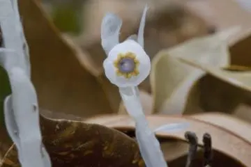 <p>This bloom is just centimeters above the fallen leaves of the previous autumn</p>