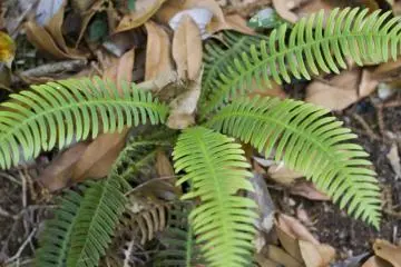 <p>One of the many species of fern</p>