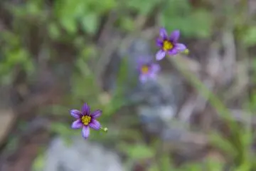 <p>Spring wildflowers</p>