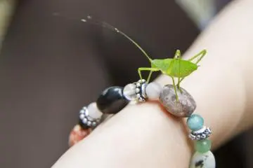 <p>A friendly young grasshopper, or batta in Japanese</p>