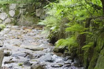 <p>Ferns surround the stream</p>