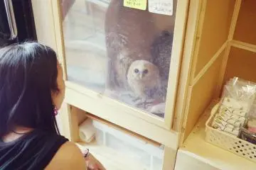 The youngest owls