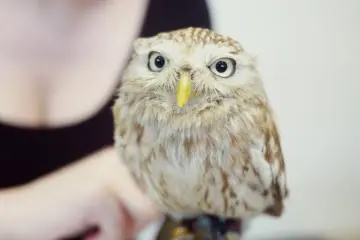 He is enjoying his petting!