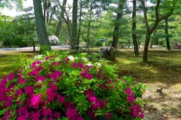 <p>Pine trees and azaleas in the temple grounds</p>