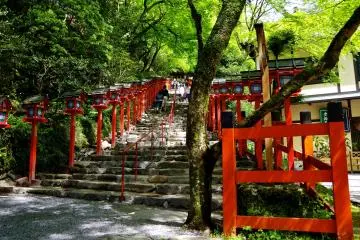 <p>Beautiful contrast of red and green</p>