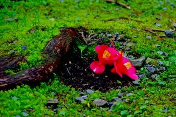 <p>Camellias on the shrine ground</p>