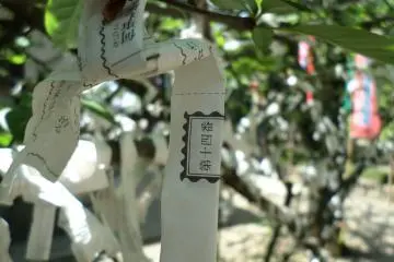 <p>A tree covered in fortunes left by visitors.</p>