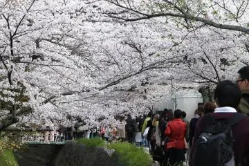<p>ฮานามิ</p>