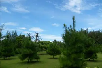 <p>There's a spacious lawn outside the greenhouses, dotted with trees and shrubs</p>