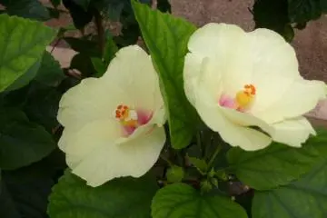<p>Some flowers compete with softer shades</p>