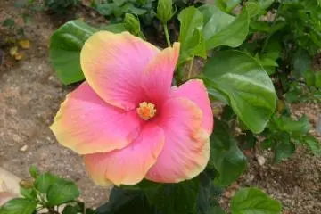 <p>Some flowers have more delicate petals than others</p>
