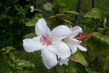 <p>There are some flowers in the bushes outside</p>
