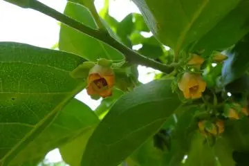 <p>Persimmon blossom</p>