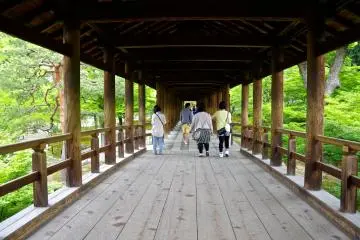 신선한 녹색사이로